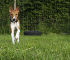 Basenji www.Dogobundi.de(1025)